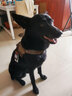 出众者狗狗牵引绳马犬胸背带大型犬狗绳背心式狗背带法斗金毛狗狗用品 背带+1.3米狗绳/棕色 S码（推荐体重20-35斤） 实拍图