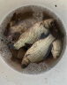 硬汉王 岸抛筏竿套装碳素软尾远投筏杆钓鱼竿全套阀杆伐竿船海筏钓竿 1.3m 升级版+纺车轮【到手两套】 实拍图