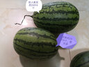 闪狼庞各庄吊秧西瓜新鲜6粒18斤左右 水果现摘现发 红玉小西瓜 L600 庞各庄小西瓜6粒23斤左右 实拍图