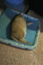 licheers猫狗窝凉席小型犬宠物猫咪睡垫夏季床垫泰迪中大型犬狗垫子 XL号 晒单实拍图