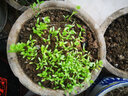 寿禾 农家小叶香菜种子老品种四季芫荽蔬莱籽种籽阳台盆栽冬春季菜籽 傲夏耐热香菜种子120g（60gx2包） 实拍图