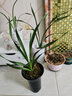 星雨香（XINGYUXIANG）超香 兰花 室内盆栽 花卉绿植 兰草植物兰花苗 诱惑 1苗新手试养 实拍图