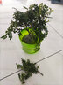 欧芽清香胡椒木植物办公室桌面绿植花卉 盆栽室内客厅 清香木3年苗【绿色螺纹盆】 含盆 实拍图