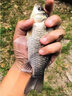 日本原装进口鲫鱼竿超轻超细28调台钓竿碳素休闲野钓手竿十大品牌 3.6m 原装进口+保证书 实拍图