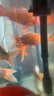 博宇（BOYU）鱼缸过滤器三合一增氧泵水族箱打氧过滤桶迷你循环潜水泵充氧一体 PGB-1000(长60到1米缸) 实拍图