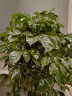 墨一散尾葵盆栽大型绿植花卉室内客厅办公室大盆 散尾葵1.2-1.4m含盆 实拍图