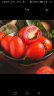 京鲜生 釜山88 爆汁圣女果  1KG装 小番茄 新鲜 生鲜水果 实拍图