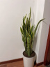 植男植女大型金边虎皮兰植物客厅卧室办公室绿色观叶花卉绿植盆栽源头直发 实拍图