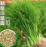 播种心情 家庭种植蔬菜种子孑籽大全四季播种阳台盆栽农家庭院小菜园有机 割茬茴香种子2包 实拍图