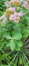 爱丽思（IRIS） 树脂花盆仿陶瓷大号植物盆阳台花卉绿植绿萝圆形加厚塑料种植盆 6号理石（口径18.7cm） 实拍图