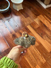 贵为（GiGwi）猫玩具炫律猎物刺猬仿真发声猫咪玩具逗猫棒老鼠逗猫棒宠物玩具 实拍图