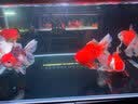 boxtech鱼缸灯led灯龙鱼灯管水族箱专用照明灯增艳增色防水灯大鱼缸灯具 T8系列-20W增艳灯92cm灯管 实拍图