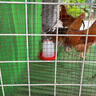耐尔尼鸡用饮水器喂鸡饮水器自动饮水桶喝水壶家禽鸭鹅鸽子用喝水桶 5斤装鸡饮水桶 实拍图