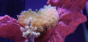 共度（Gong Du）水族用品配件 水族箱氧泵配件气泡石 气头 氧气泵用 气泡盘砂石 三通 1个 实拍图