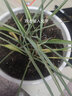 仟草集吊兰绿植盆栽室内盆栽花卉绿植物花卉盆栽土培水培吊兰 不含盆 金边吊兰整盆苗3-5棵 实拍图