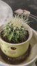 急兔仙人球多肉植物芦荟花卉盆栽绿植仙人球1随机陶瓷盆1个土源头直发 实拍图