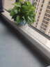 小冤家绿萝盆栽室内花卉绿植绿箩水养花卉盆景桌面办公客厅水培大叶绿色 中国风白盆四盆+肥料2包 实拍图