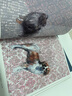 名画中的猫狗鸟（套装共3册） 实拍图