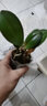欧悟 蝴蝶兰花苗盆栽室内观花植物桌面阳台年宵花卉四季开花绿植花卉 花花公子蝴蝶兰+透明原盆+原土 实拍图