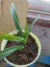 玫绚金边兰花苗 名贵精品 浓香型 建兰矮种室内 花卉 好养 好运来 1颗2苗连体  裸根发货 实拍图