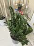 植男植女金钱树大型盆栽植物室内客厅办公室四季常青招财好养绿植源头直发 实拍图