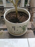 裕轩堂陶瓷花盆中国风梅兰竹菊桌面地面盆栽多肉带托盘简约绿萝吊兰植物 79084竹 特大号口径约22厘米 实拍图