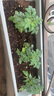 漫德莱植物营养土通用15L 养花种菜种植多肉土壤泥炭兰花盆栽土 实拍图