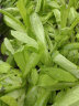 史丹利蔬菜用有机复合肥料韭菜油菜生菜香菜种菜家用菜肥料叶菜型 实拍图
