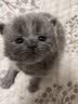 朗仕猫粮 幼猫成猫全阶段全价猫粮 500g 实拍图