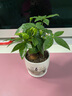 花友发财树盆栽办公室盆栽室内客厅桌面绿植小盆景发财树植物花卉 春瓷盆+三杆发财树 实拍图