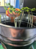 IAM City Farmer凤仙花种子DIY儿童种植小盆栽 学生实验套装种植凤仙种籽开花快 实拍图