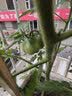 史丹利钙镁肥叶面肥500g 补钙冲施肥辣椒果树防裂防黄叶钙肥镁肥有机肥 实拍图