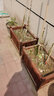 晶琳隔断花架防腐木户外花盆实木花箱碳化木花槽室内庭院大号种植盆 平板款长60*宽40*高40cm 实拍图