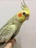 万宠汇 鸟活体虎皮鹦鹉笼养牡丹玄风活鸟学说话手养小太阳鹦鹉宠物鹦鹉 玄风2只公母备注+电镀笼+粮1斤 实拍图