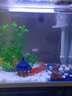 森森（SUNSUN） 鱼缸水族箱金鱼缸带灯鱼缸过滤器玻璃鱼缸桌面鱼缸 白色 高清玻璃HR-380+造景五（带18件） 实拍图