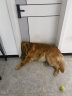麦富迪狗粮 藻趣儿7.5kg 成犬中大型小型犬通用（牛肉螺旋藻）金毛泰迪 实拍图