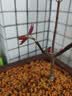 花无痕 紫藤花苗 迎春花苗 红枫树苗 金银花苗 紫薇花苗 木槿盆栽 室内阳台庭院盆栽花卉四季种植 红枫 2年苗 实拍图
