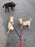 皮皮淘狗链宠物狗狗牵引绳带拴遛狗绳狗带中小大型犬牵狗绳金毛泰迪柯基 牛仔布牵引绳 M 实拍图