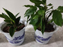 雅亭 鑫腾花卉  加厚塑料花盆批发树脂花盆花盆仿陶瓷山水花盆 一套8个 实拍图