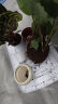 樱霞孔雀竹芋白色塑胶盆栽观叶绿植盆栽 孔雀竹芋1盆（含盆） 晒单实拍图