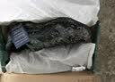 多威（Do-win）跑步鞋迷彩鞋男作训鞋减震训练鞋专业运动鞋越野体能鞋耐磨 数码色升级款 闪电到家 37 实拍图