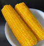 即食特大棒老玉米笨玉米传统老式黄笨玉米不甜不糯不黏粗粮代餐 单根约300g特大棒【8根】很老 实拍图