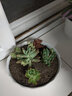 疏影暗香 多肉植物套装多款入门肉肉盆栽多肉组合区办公室室内萌肉植物 5颗多肉 方盆 营养土 实拍图