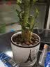 行湘荷花竹盆栽水培绿植盆栽观叶植物 荷花竹5棵+菱形陶瓷盆 源头直发 实拍图
