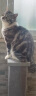 SmartCat立式猫抓柱爪爪乐剑麻猫抓板雾霾灰猫爬架猫咪用品耐抓 灰色 3832G灰色立式罗马柱 晒单实拍图