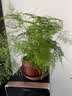 文竹盆景植物 室内绿色盆栽桌面观叶花卉绿植 大文竹5年苗【2盆】 不含盆 实拍图