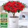 泰西丝杜鹃花盆栽四季常青室内外绿植阳台耐寒好养花卉盆景植物源头直发 实拍图