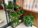 杜欢骏 花架铁艺多层置物客厅花盆架室内外阶梯式实木钢架多肉阳台架子 100*40*100黑架碳化板送轮子 实拍图