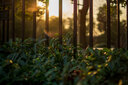 索尼(SONY) α A6400 A6300 A6600 a6000视频直播4K二手微单相机 A6000 单机（随机颜色） 99新 实拍图