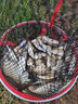 北溟鱼鱼竿飞龙苍穹19调钓鱼竿手竿黑坑鲤鱼竿轻硬碳素台钓竿 4.5m 苍穹 实拍图
